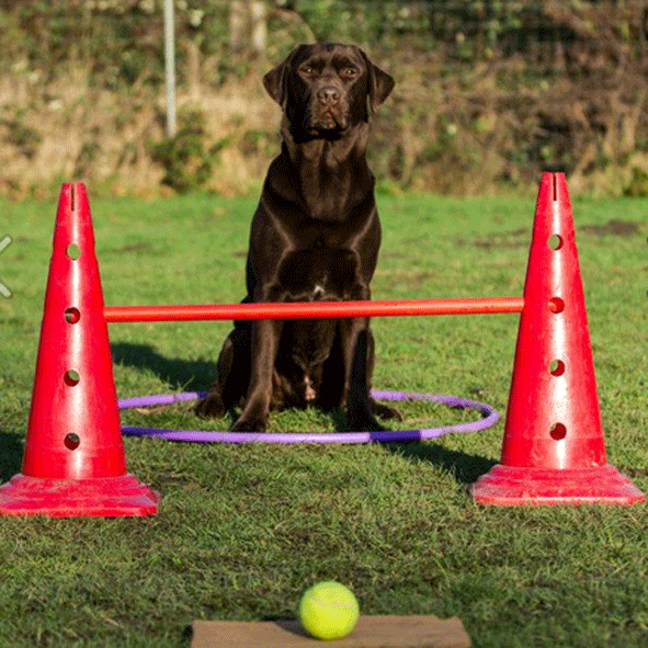 Crossdogging für Einsteiger Hundeschule Nienburg