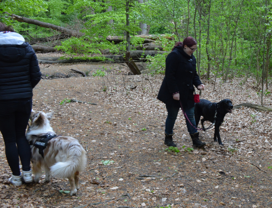 Social Walk Hundeschule Nienburg