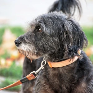 Leinenführigkeit trainieren – Hundeschule Nienburg